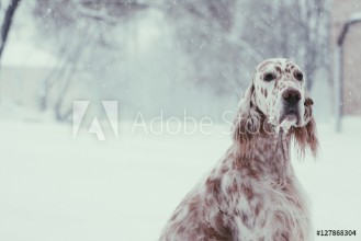 Bild på Christmas spotty white Setter portrait sitting in the winter city park on snowy background in soft focus